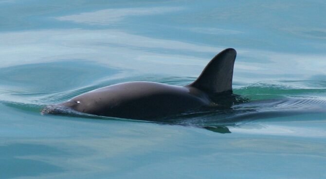 Vaquita (Phocoena sinus)