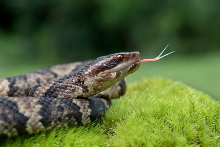 6 Venomous Snakes In South Carolina (Poisonous & Deadly)