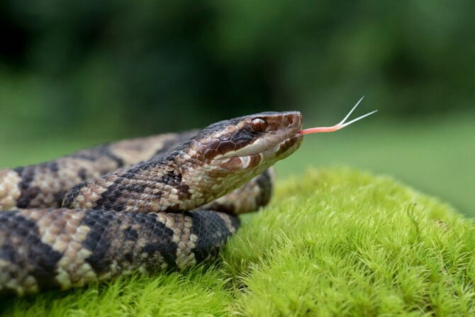 Venomous Cottonmouth Snake Hissing, Showing Forked Tongue
