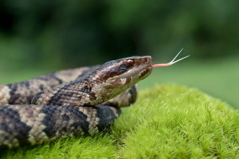 Venomous Cottonmouth Snake Hissing, Showing Forked Tongue