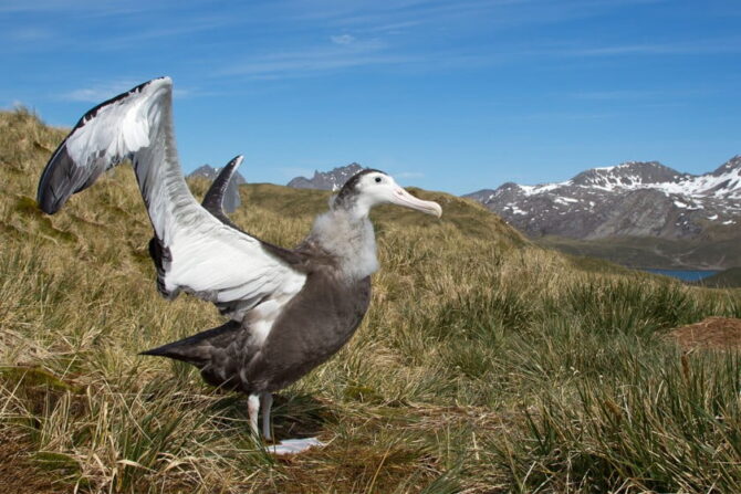 Wandering Albatross (Diomedea exulans)