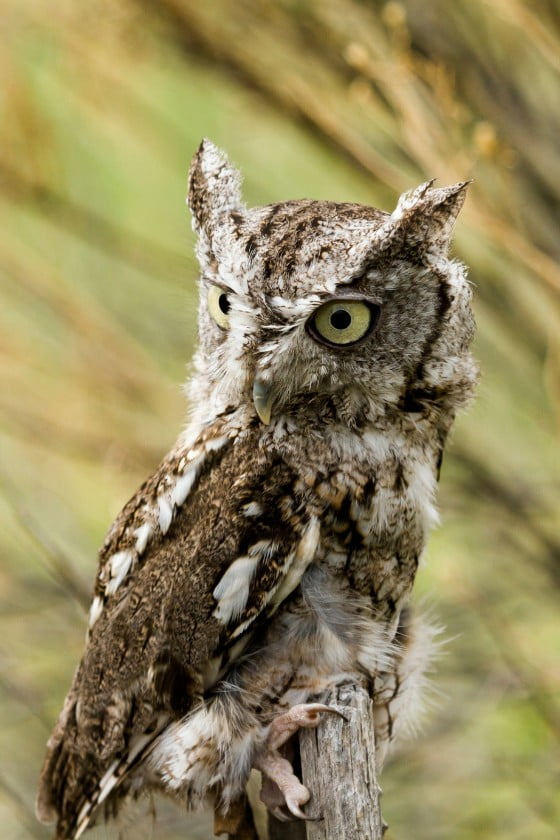 Western Screech-Owls (Megascops kennicottii)