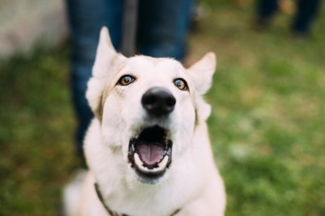 White Husky Inuit Dog Barking