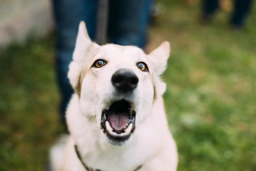 White Husky Inuit Dog Barking