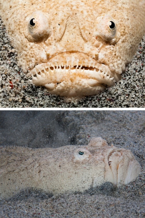 Whitemargin Stargazer Fish (Uranoscopus sulphureus) Under Water in Sand