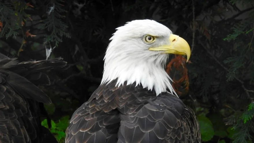 Wildlife In America - Discover Native Animals In The United States