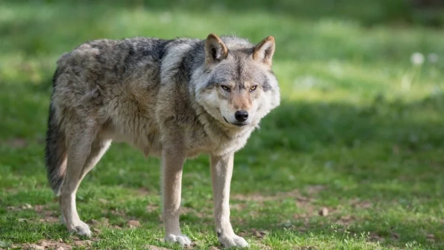 Wolf Size Comparison How Big Are Wolves Vs Dogs Humans 
