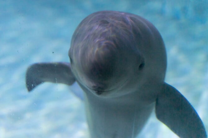Yangtze Finless Porpoise (Neophocaena asiaeorientalis)