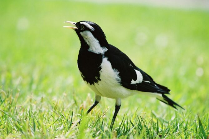 A Magpie Lark Chirping on the field