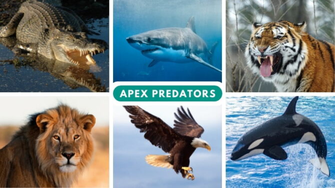 Apex Predators List: 30 Most Vicious Animals In The World