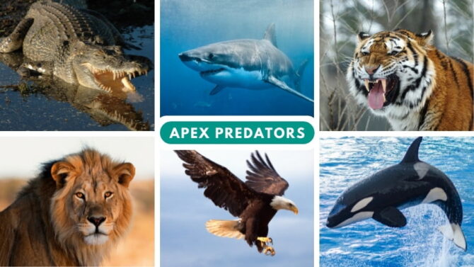 apex-predators-list-30-most-vicious-animals-in-the-world