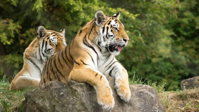Best Zoos In England - The Most Popular Wildlife Attractions - Amur Tigers at Marwell Zoo.