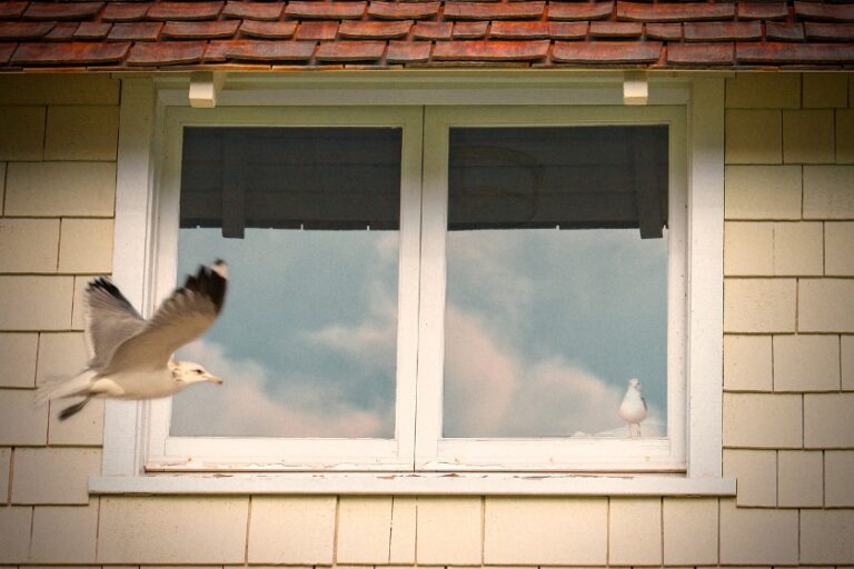 Why Do Birds Fly Into Windows? (The Sad Truth & Prevention)