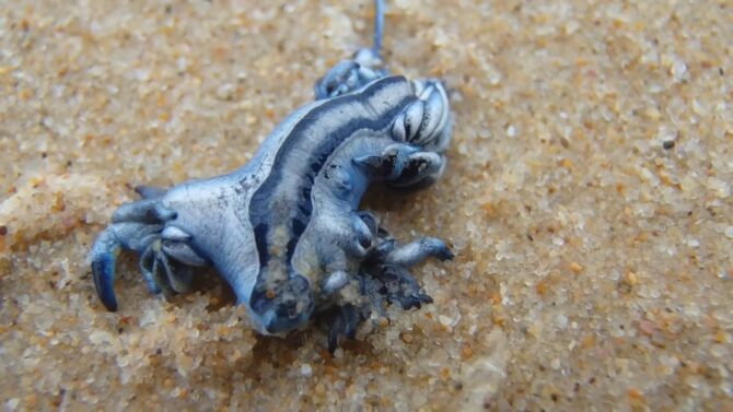 Blue Glaucus