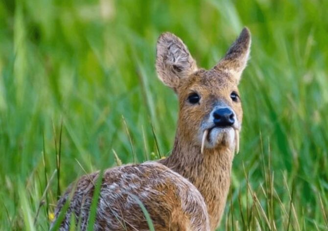 Chinese Water Deer