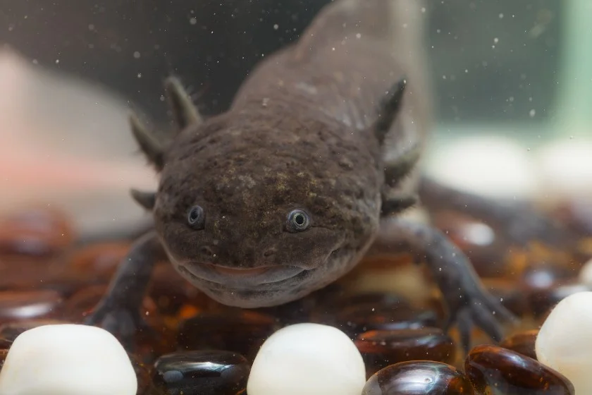 Close Up Brown Axolotl (Ambystoma mexicanum)