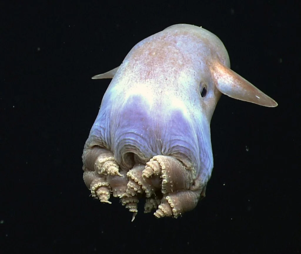 Dumbo Octopus (Grimpoteuthis)