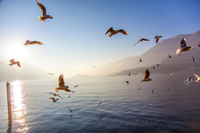 Flock of Birds Flying in Circles Over Water