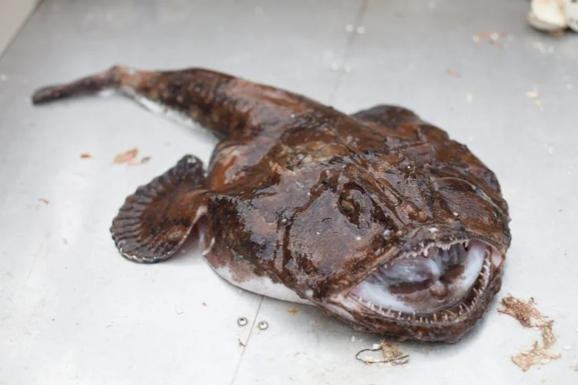 Freshly Caught Monkfish (Lophius)