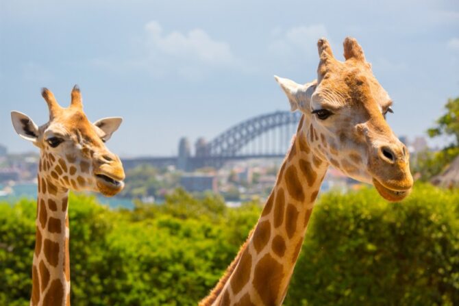 Giraffes in Taronga Zoo, Sydney, Australia