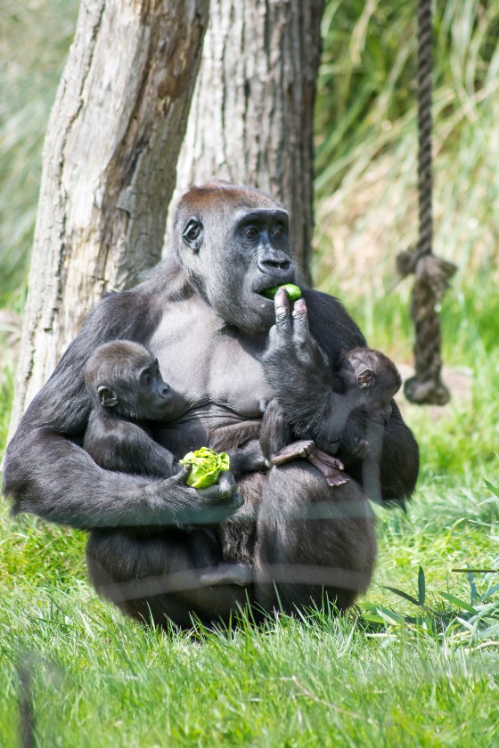 Gorilla with Babies Eating at London Zoo