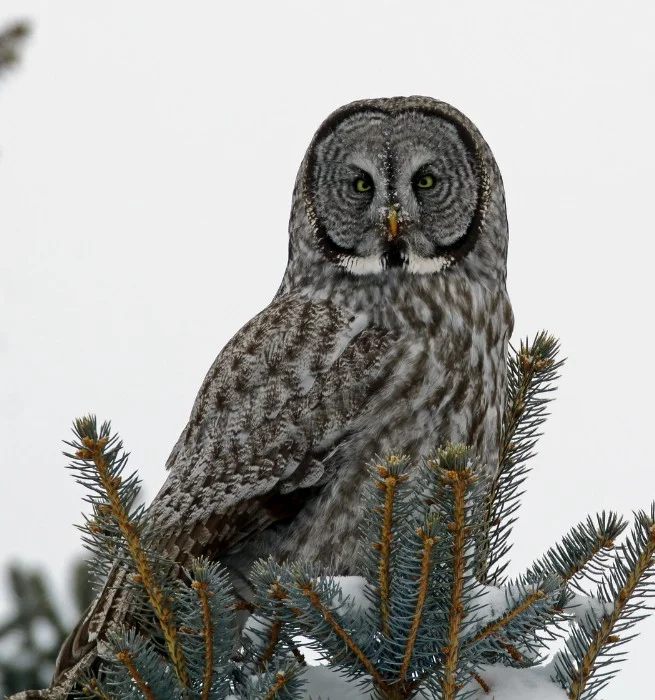 Great Gray Owl (Strix nebulosa)