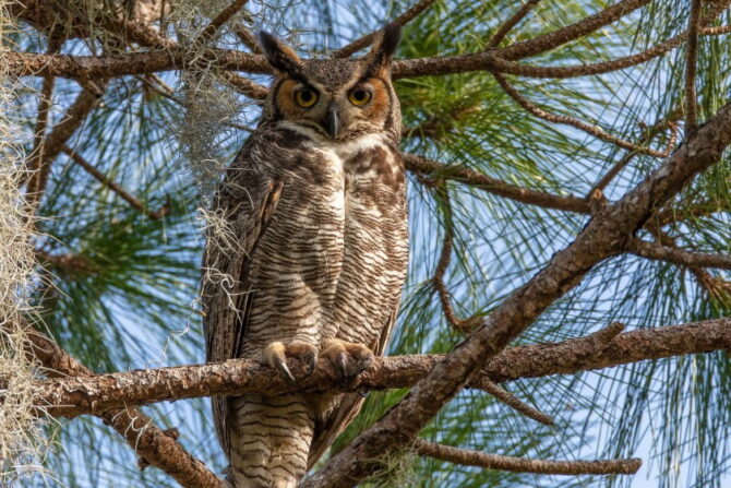 Great Horned Owl (Bubo virginianus) Close View on Branch