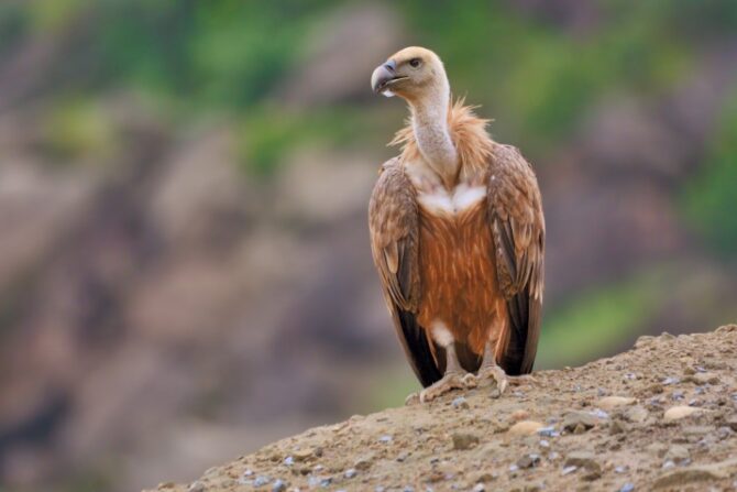 Griffon Vulture in North Africa
