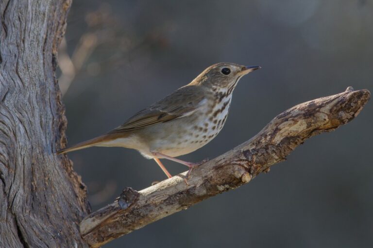 Why Do Birds Chirp At Night? 7 Reasons Nocturnal Birds Sing