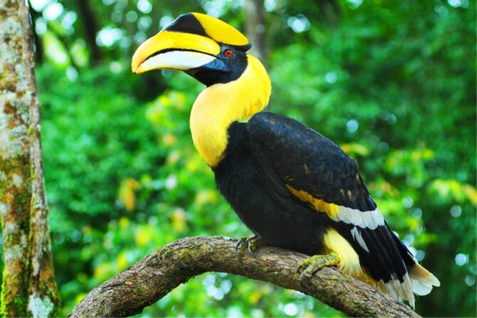 Hornbill (Bucerotidae) in the Wild