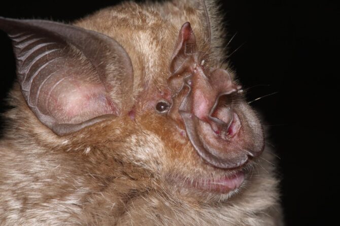 Horseshoe Bat