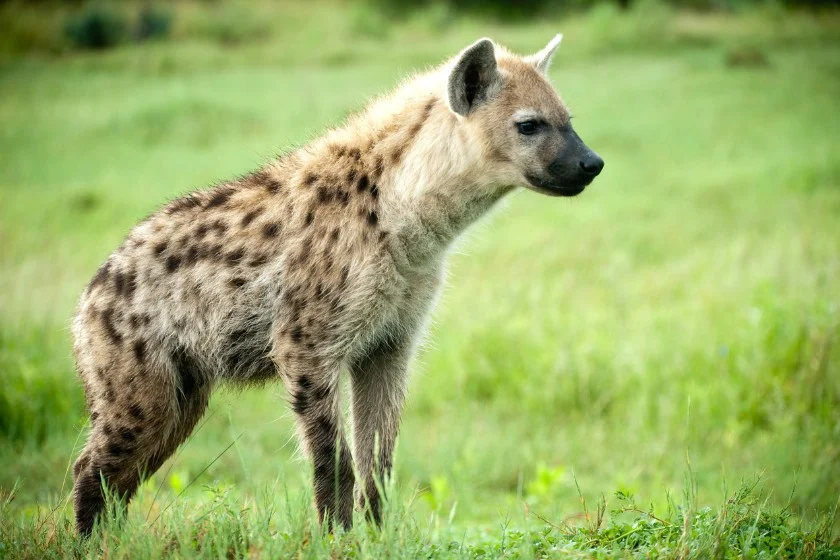 Hyena (Hyaenidae) in the Wild in Botswana