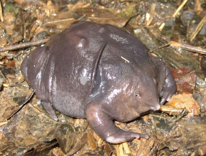 Indian Purple Frog (Nasikabatrachus sahyadrensis)