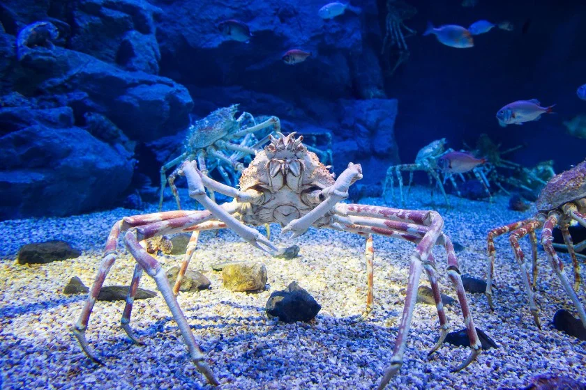 Japanese Spider Crab (Macrocheira kaempferi)