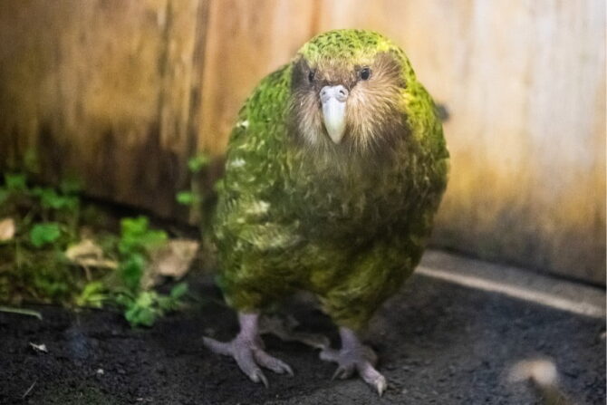 Kakapo (Strigops habroptilus)