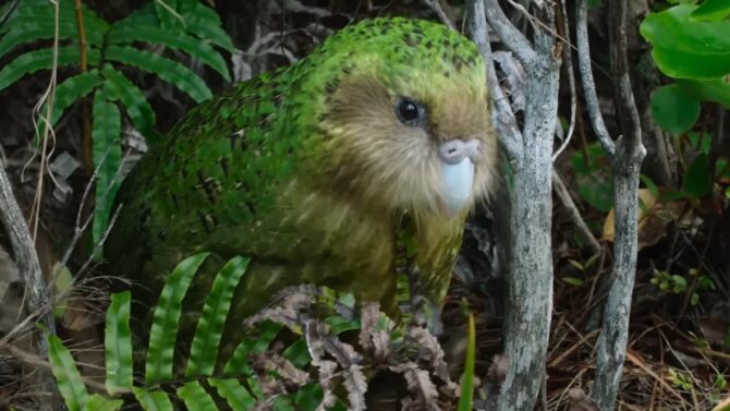 Kakapo