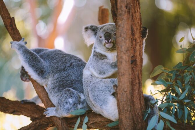 Koalas on Tree at Australia Zoo, Queensland