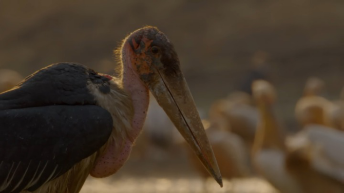 Marabou Stork