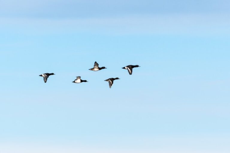 Why Do Birds Fly In Circles? (10 Reasons For This Behavior)