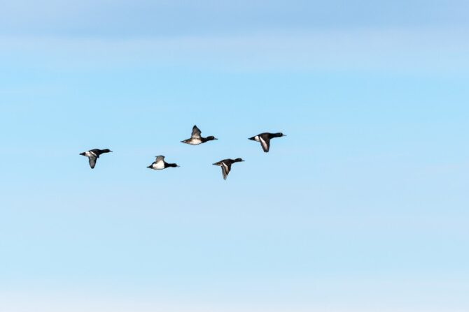 Migratory Bird Formation With Tufted Ducks Flying