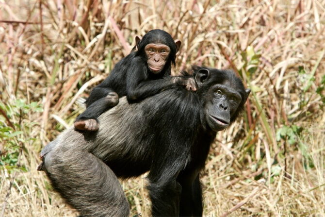 Mother and Baby Chimpanzee