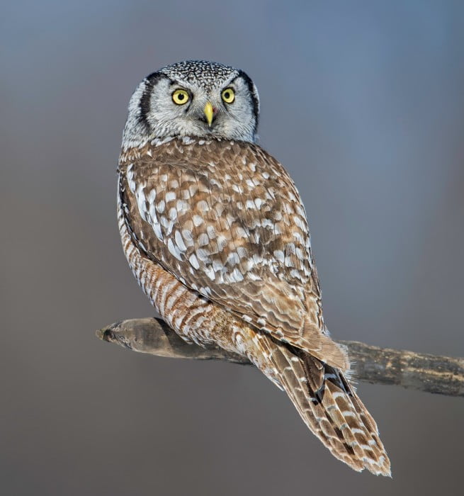 Northern Hawk Owl (Surnia ulula)