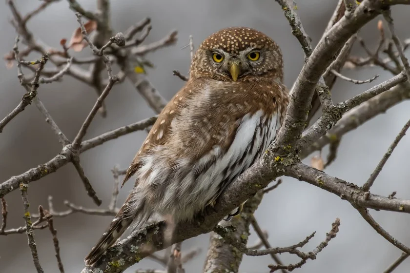 Northern Pygmy Owl (Glaucidium californicum)