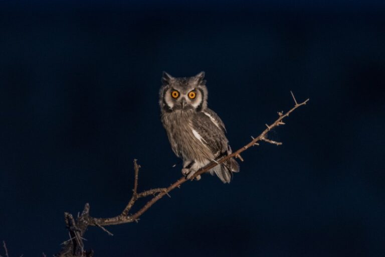 Why Do Birds Chirp At Night? 7 Reasons Nocturnal Birds Sing