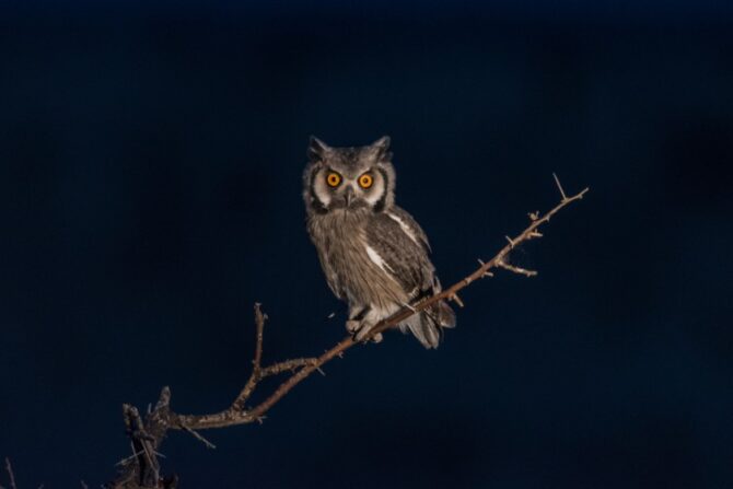 Owl at Night
