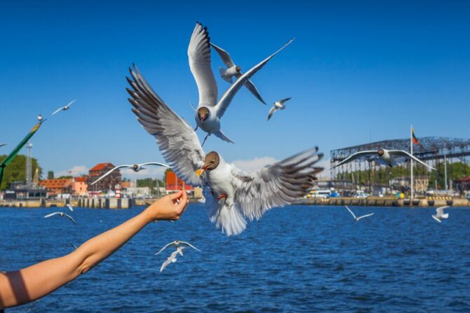 Person Feeding Migrating Seagulls