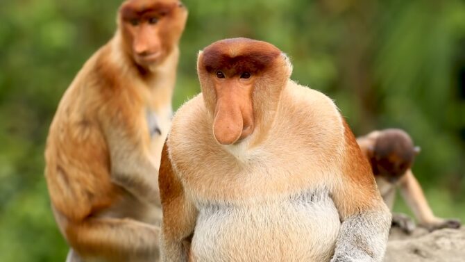 Proboscis Monkey