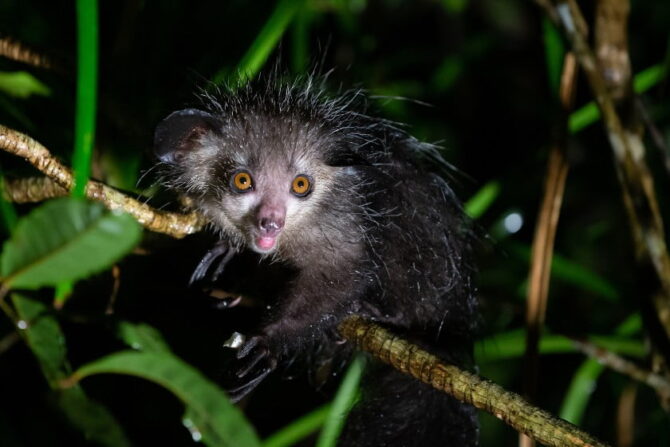 Rare Aye-aye (Daubentonia madagascariensis) - long-fingered Lemur