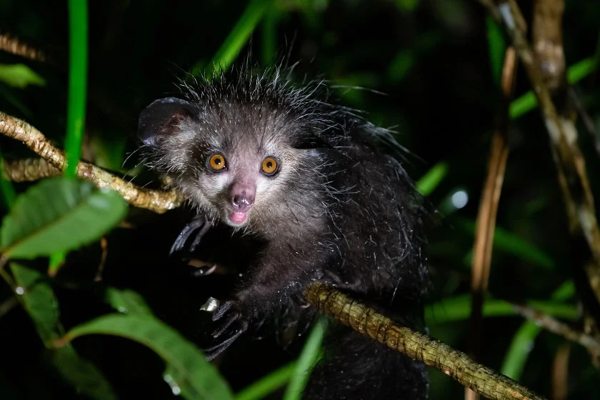 Rare Aye-aye (Daubentonia madagascariensis) - long-fingered Lemur