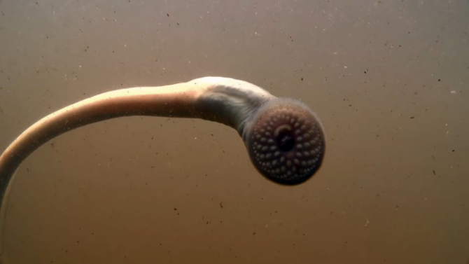 Sea Lamprey